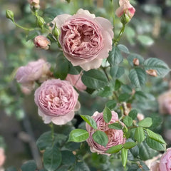 Luxor Rose 