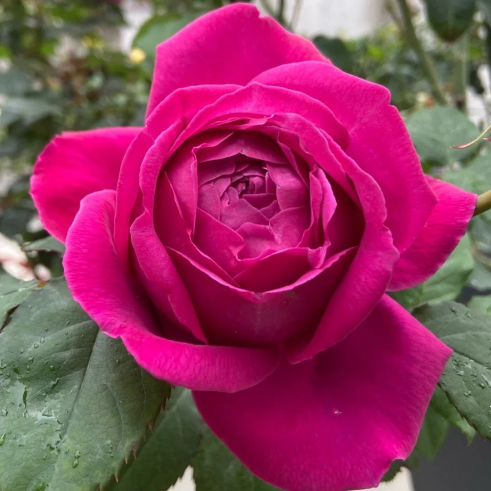 M Roes M-Nostalgic Elegance Rose Plant|怀旧优雅 – Rose_Explosion