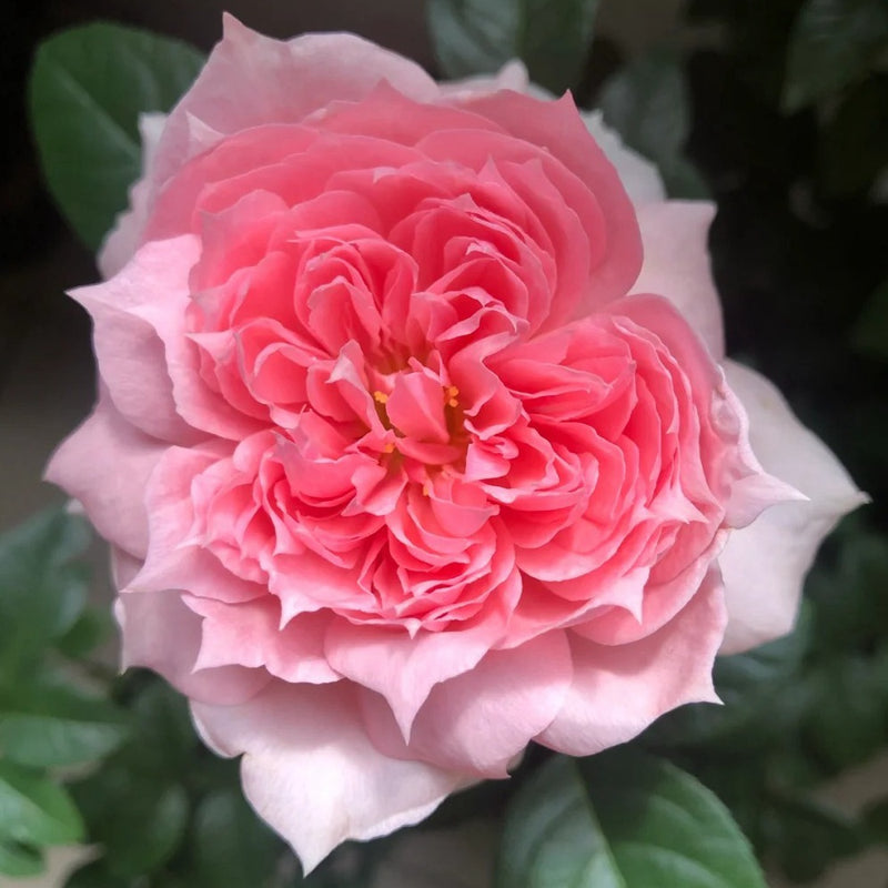 M-Vintage Coral Rose Plant