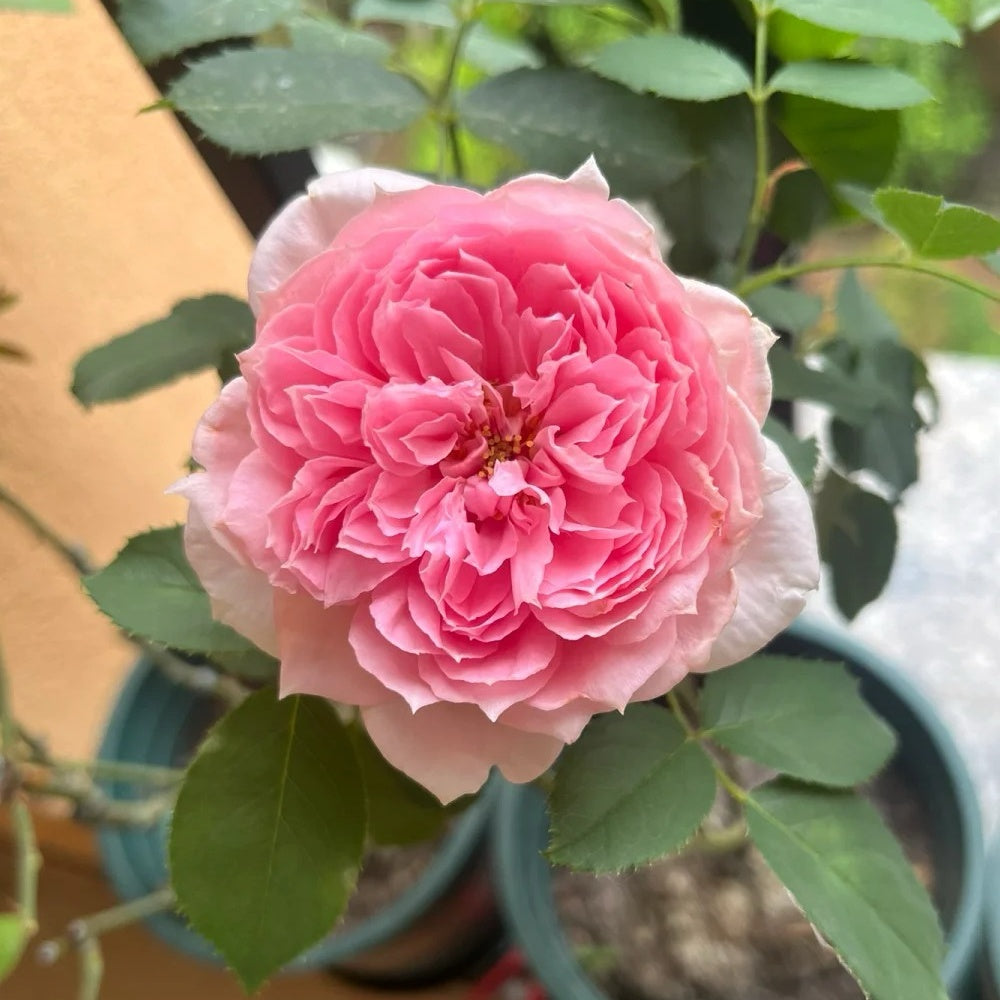 M-Vintage Coral Rose Plant