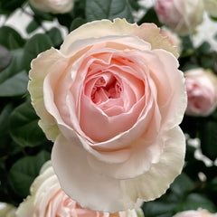 M-nostalgic romance Rose Plant