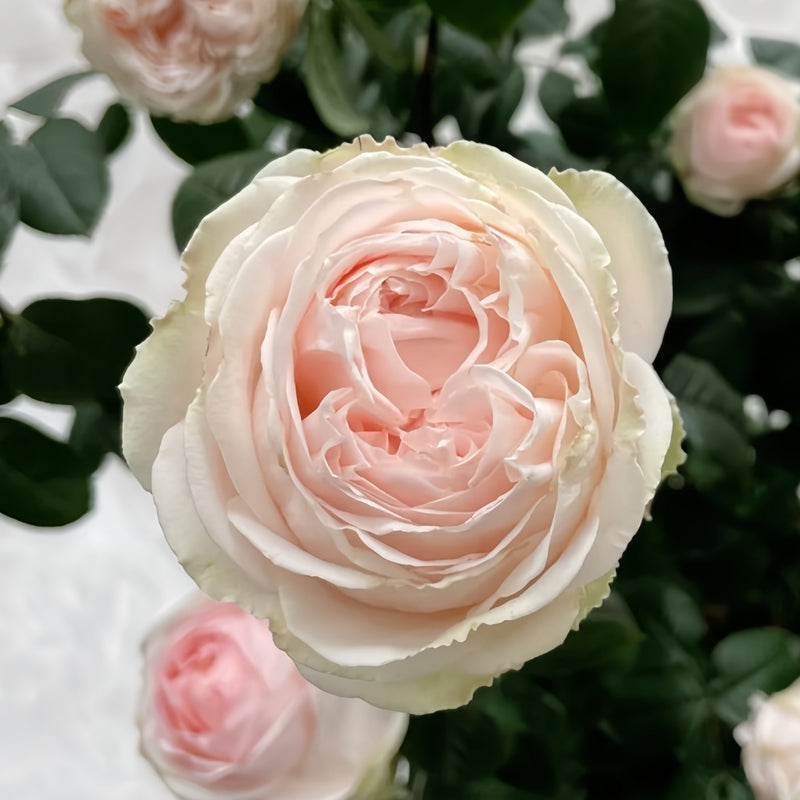 M-nostalgic romance Rose Plant