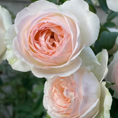 M-nostalgic romance Rose Plant