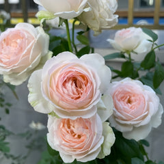 M-nostalgic romance Rose Plant