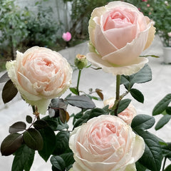 M-nostalgic romance Rose Plant