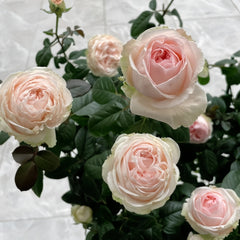 M-nostalgic romance Rose Plant