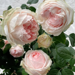 M-nostalgic romance Rose Plant