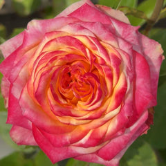 Mai Tai Rose