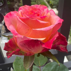Mai Tai Rose