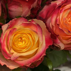 Mai Tai Rose