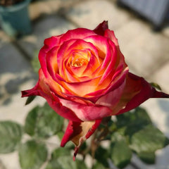 Mai Tai Rose