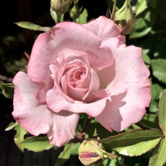 MEIvanae Rose Plant