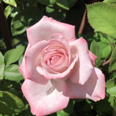 MEIvanae Rose Plant
