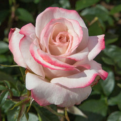 MEIvanae Rose Plant