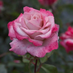 MEIvanae Rose Plant