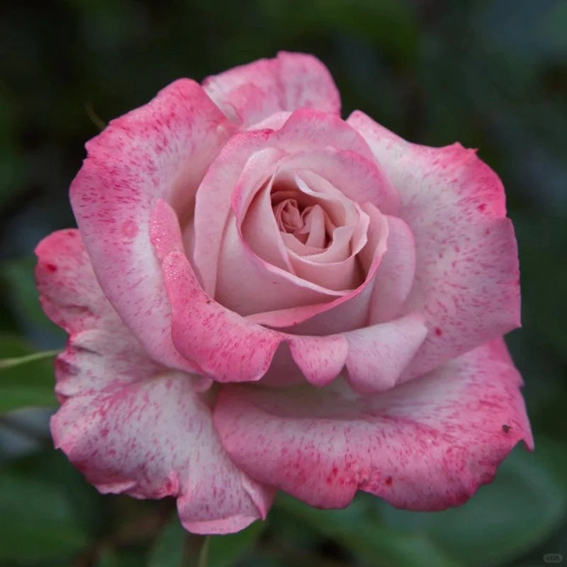 MEIvanae Rose Plant