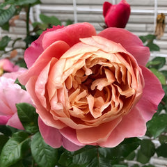 M Vintage Pink Rose