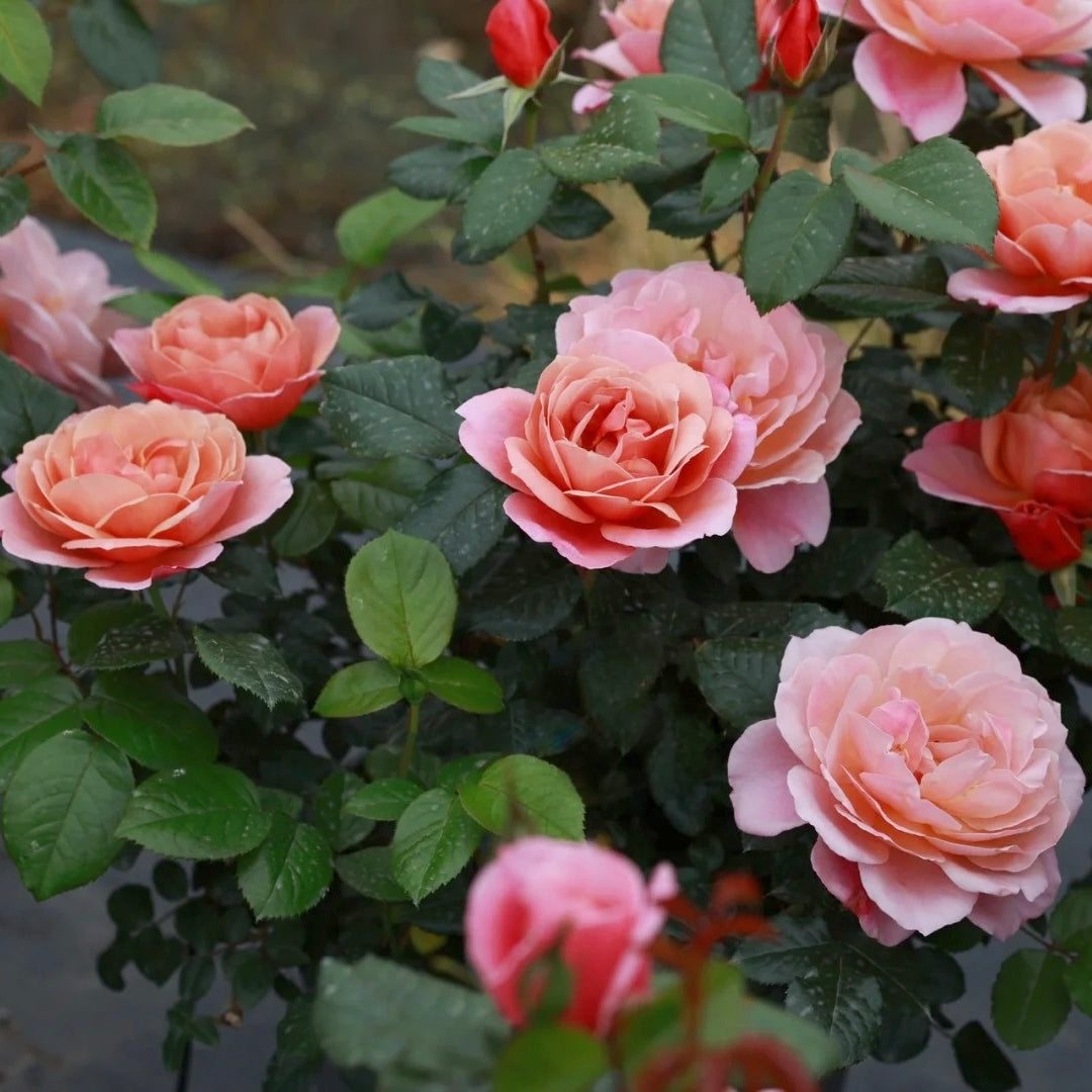 Anyiqur Roses Antique Pink Rose Varieties
