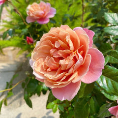 M Vintage Pink Rose