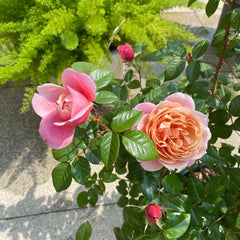 M Vintage Pink Rose