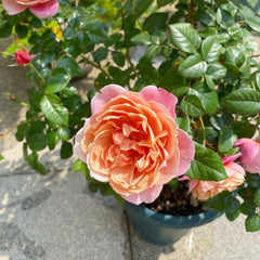 M Vintage Pink Rose