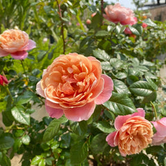 M Vintage Pink Rose