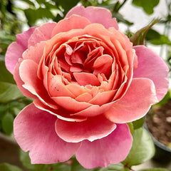 M Vintage Pink Rose