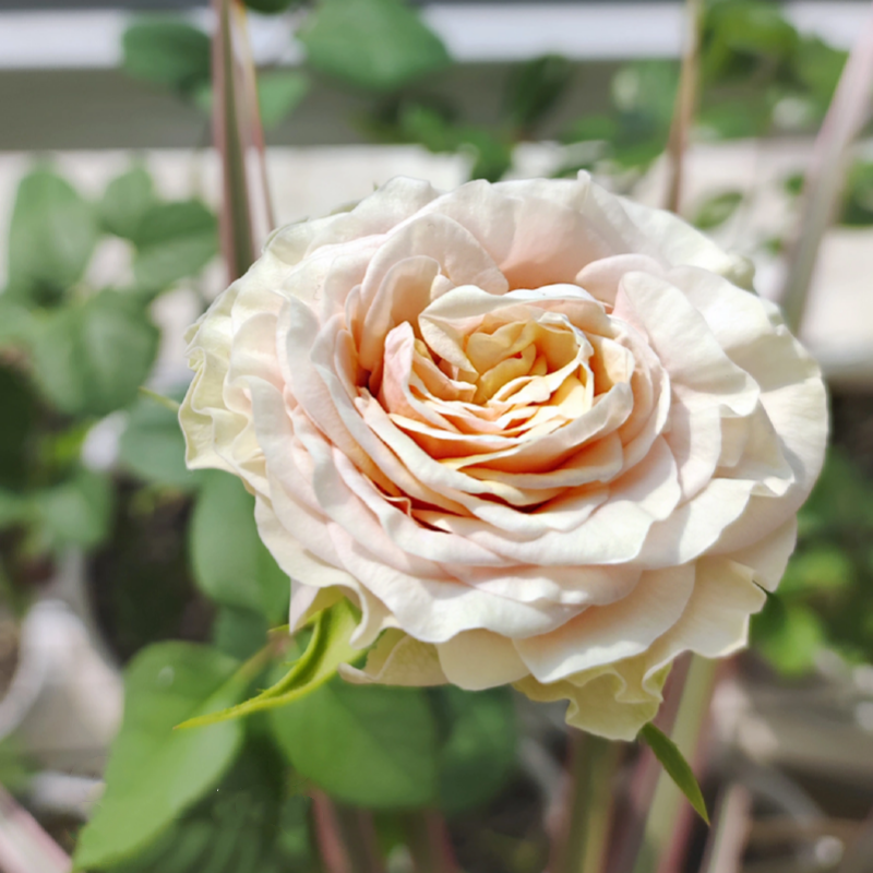 Mabella Rose Plant 