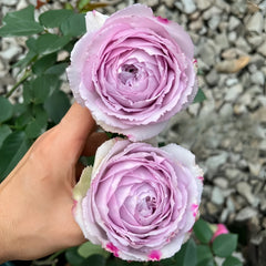 Madam Kayoko Rose Plant