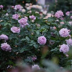 Madam Kayoko Rose Plant