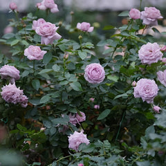 Madam Kayoko Rose Plant