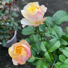 Madame Gulya Rose Plant