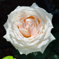 Beautiful Madame Anisette Rose Plant for Your Garden Oasis