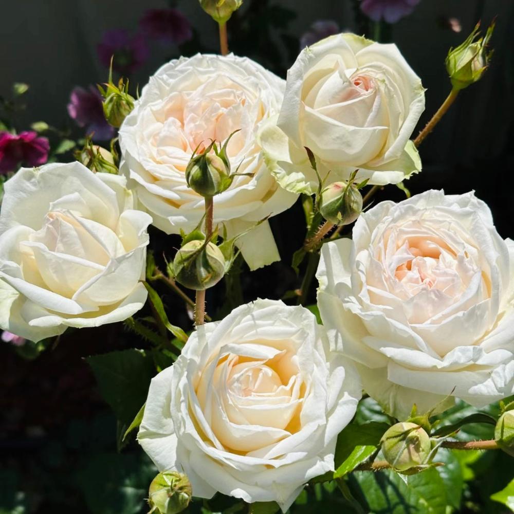 Annette Roses Flowers Beautiful Madame Anisette Rose Plant for Your Garden Oasis – Rose_Explosion