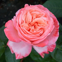 Mademoiselle Meilland Rose