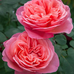 Mademoiselle Meilland Rose