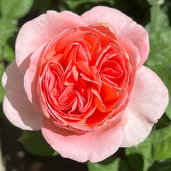 Mademoiselle Meilland Rose