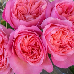 Mademoiselle Meilland Rose