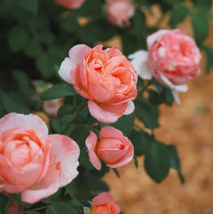 Mademoiselle Meilland Rose