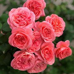 Mademoiselle Meilland Rose