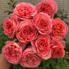 Mademoiselle Meilland Rose