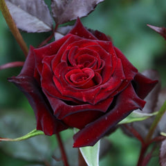 Enchanting Magia Nera Rose Plant for a Stunning Garden