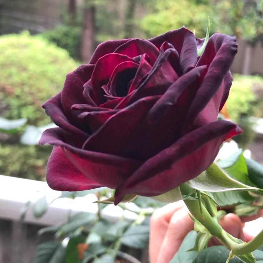 African Magic Roses Black Magic Rose Bush