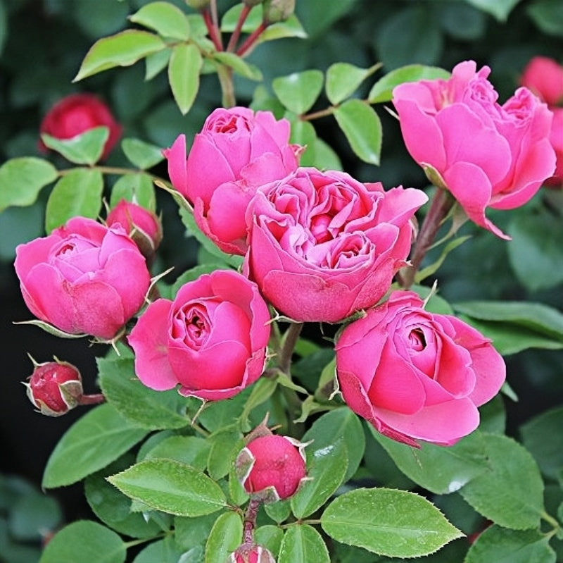 Rococco Roses Stunning Magic Rokoko Rose Plant for a Vibrant Garden – Rose_Explosion