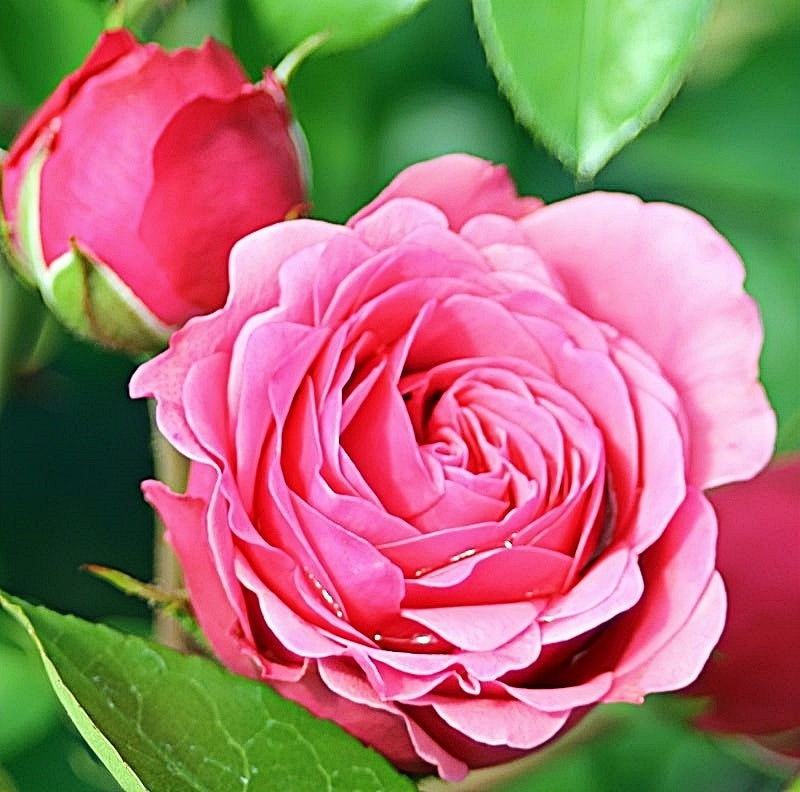 Stunning Magic Rokoko Rose Plant for a Vibrant Garden