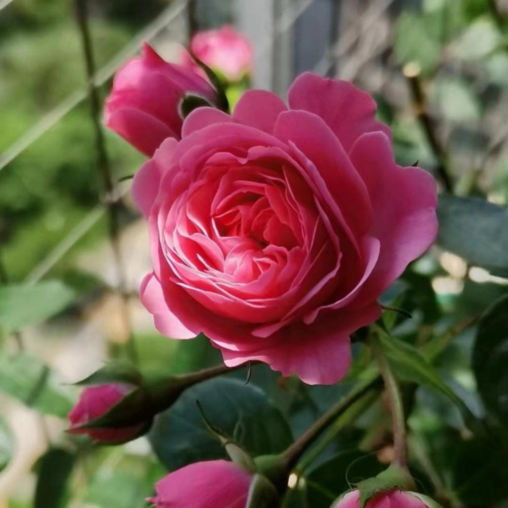 Rococco Roses Stunning Magic Rokoko Rose Plant for a Vibrant Garden – Rose_Explosion