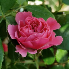 Stunning Magic Rokoko Rose Plant for a Vibrant Garden