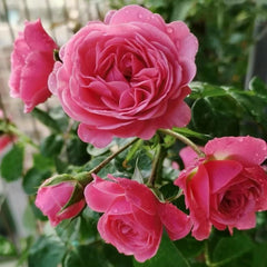 Stunning Magic Rokoko Rose Plant for a Vibrant Garden