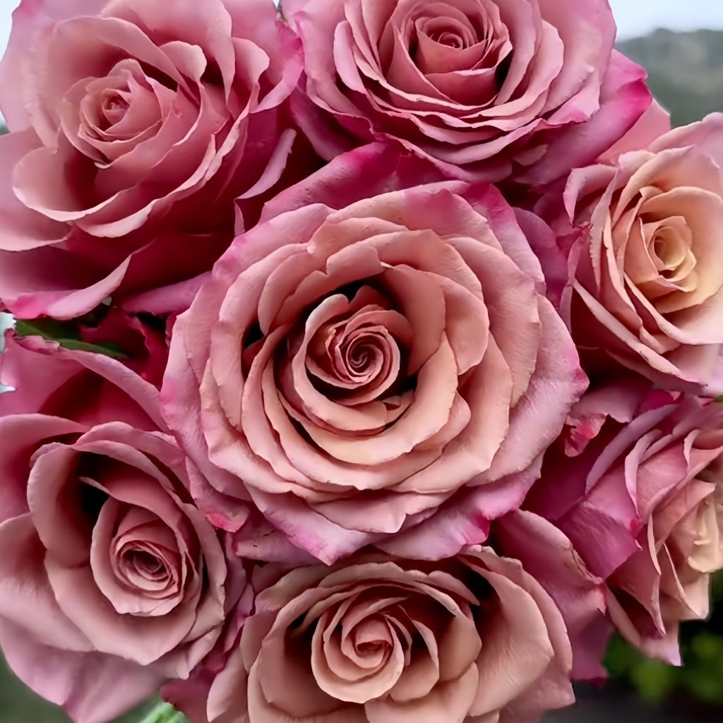 Pink Magic Roses Magic Silver Rose Plant|神奇银色/魔力银 – Rose_Explosion