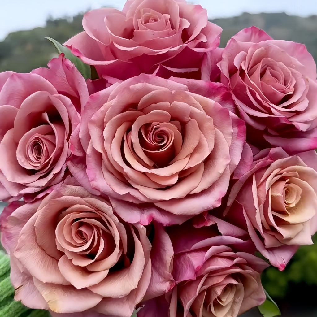 Pink Magic Roses Magic Silver Rose Plant|神奇银色/魔力银 – Rose_Explosion